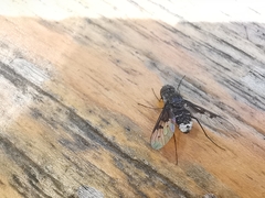 Anthrax trifasciatus
