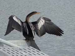Anhinga anhinga leucogaster