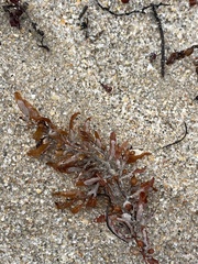 Jellyella tuberculata