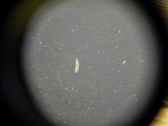 Macrostomum