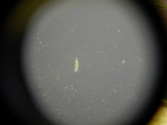 Macrostomum