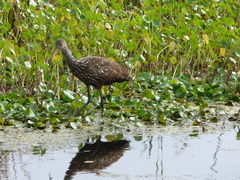 Aramus guarauna image
