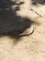 Streptopelia decaocto