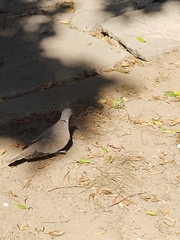 Streptopelia decaocto