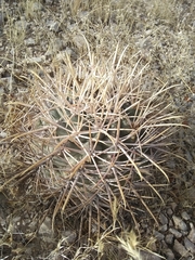 Homalocephala parryi