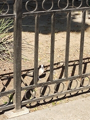 Streptopelia decaocto