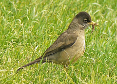Turdus falcklandii
