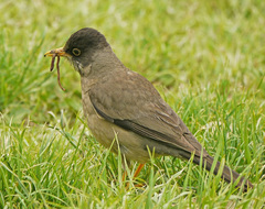 Turdus falcklandii