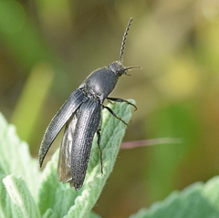 Melanotus punctolineatus