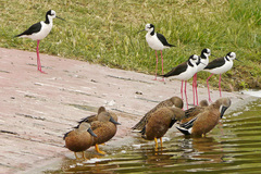 Himantopus mexicanus