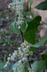 Dioscorea orientalis
