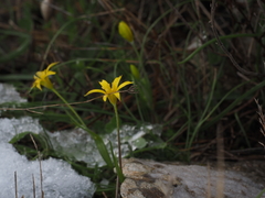Gagea peduncularis