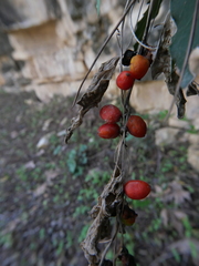 Dioscorea orientalis