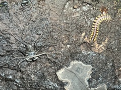 Phrynus operculatus