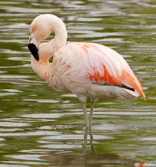 Phoenicopterus chilensis