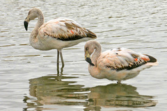 Phoenicopterus chilensis
