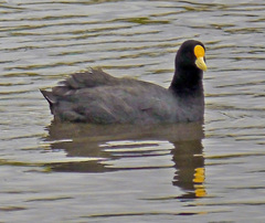 Fulica leucoptera