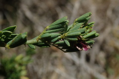 Indigofera poliotes