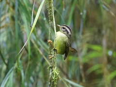 Basileuterus melanotis