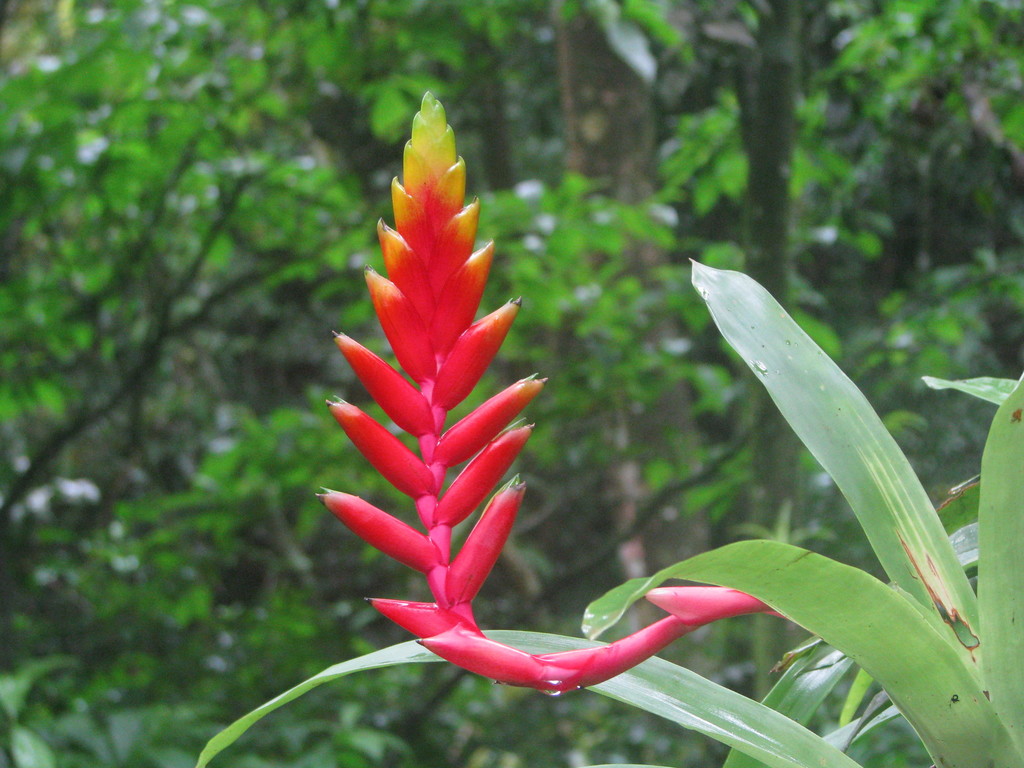 Vriesea organensis