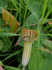 Arisarum vulgare