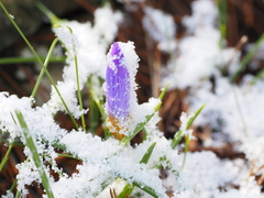 Crocus nivalis