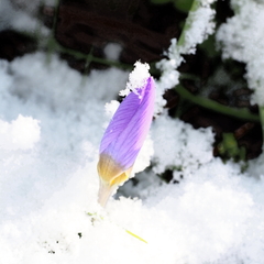 Crocus nivalis