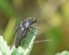 Melanotus punctolineatus