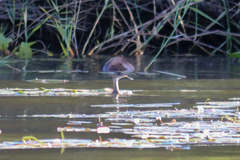 Podilymbus podiceps