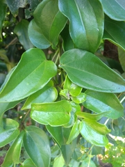 Mikania glomerata