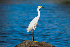 Egretta thula