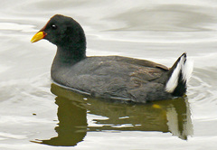 Fulica rufifrons