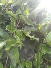 Mikania glomerata