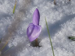 Crocus nivalis