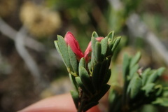 Indigofera poliotes