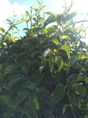 Mikania glomerata