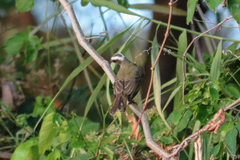 Myiozetetes similis