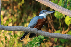 Megaceryle torquata