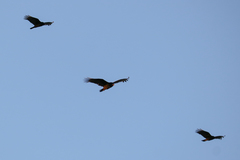 Cathartes aura