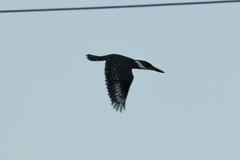 Megaceryle torquata