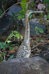 Tigrisoma mexicanum