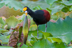 Jacana spinosa