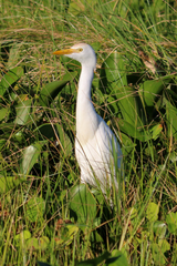 Bubulcus ibis