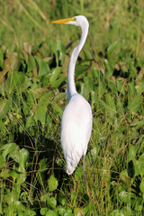 Ardea alba