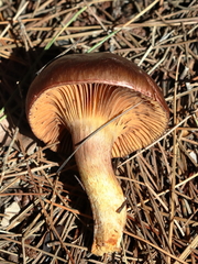 Chroogomphus mediterraneus