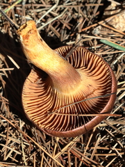 Chroogomphus mediterraneus