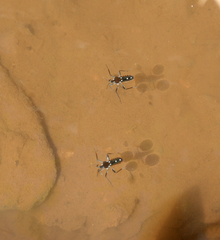Velia rivulorum