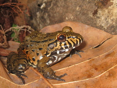Leptodactylus labyrinthicus