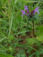 Lamium amplexicaule