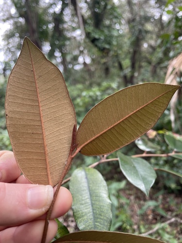 Chrysophyllum oliviforme image